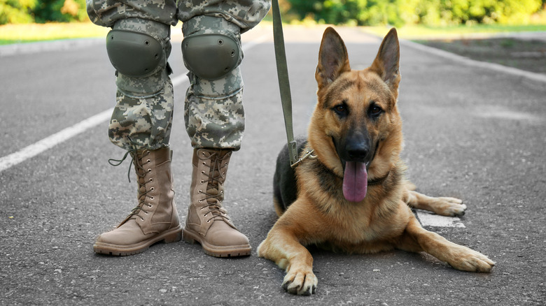 Closeup of a German Shepard with military member 