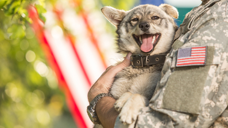 Military dog outdoors