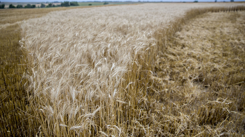 Wheat field in Kansas