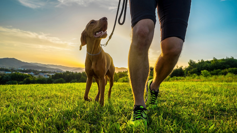 person walking with dog