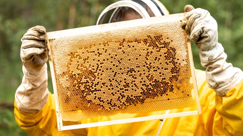beekeeper holding hive frame