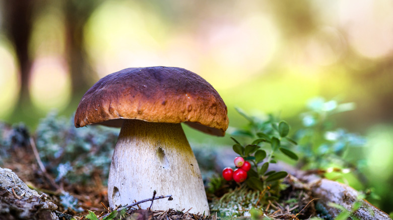 A mushroom in the woods