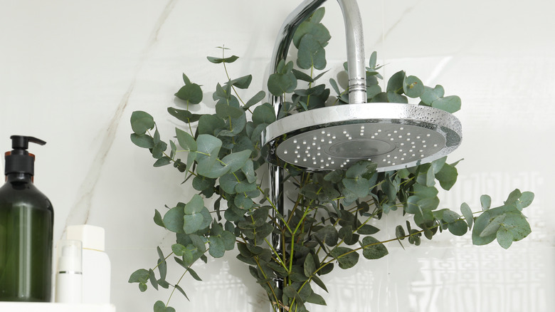 Eucalyptus bundle on shower head 
