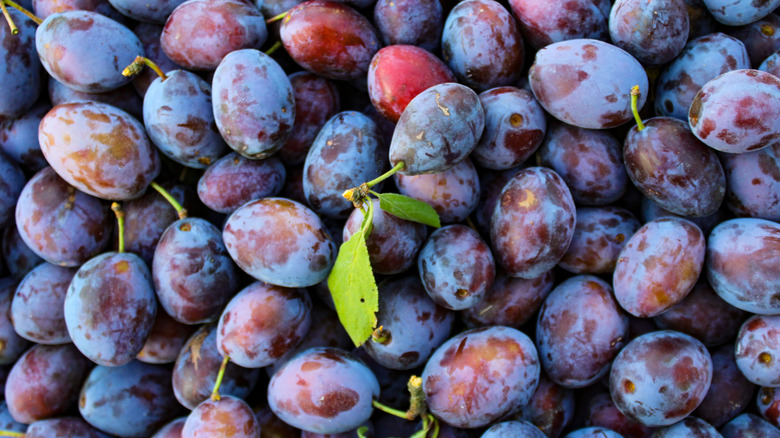 A pile of fresh plums