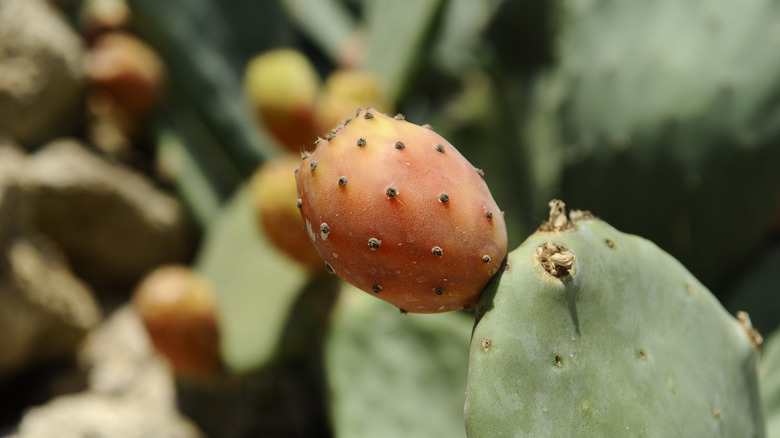 An orange prickly pear fruit is ripening on a cactus.