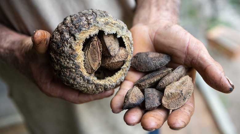 Man holding Brazil nuts