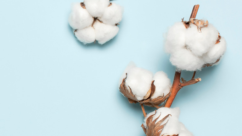 A branch of cotton