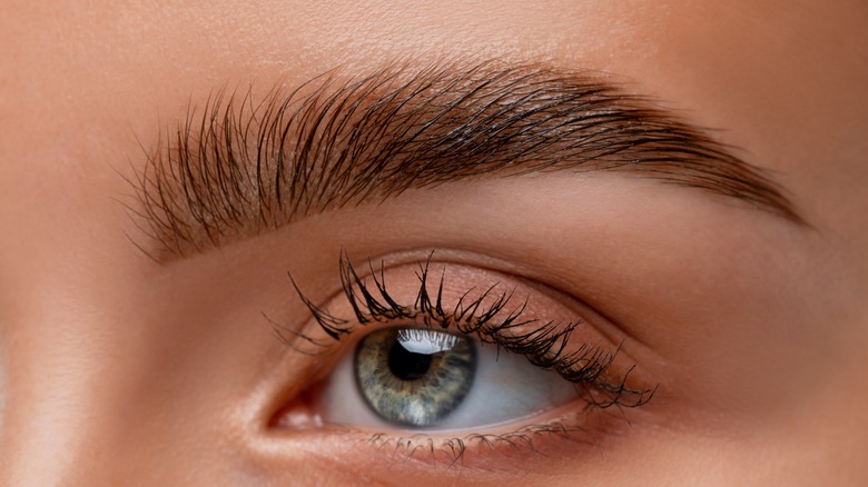 close up of sculpted eyebrow 