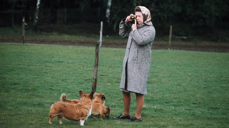 Queen Elizabeth with her dogs 