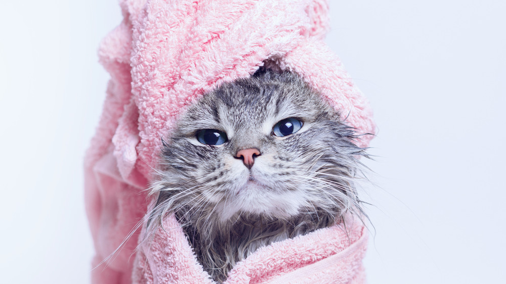 cat wearing a pink towel on its head