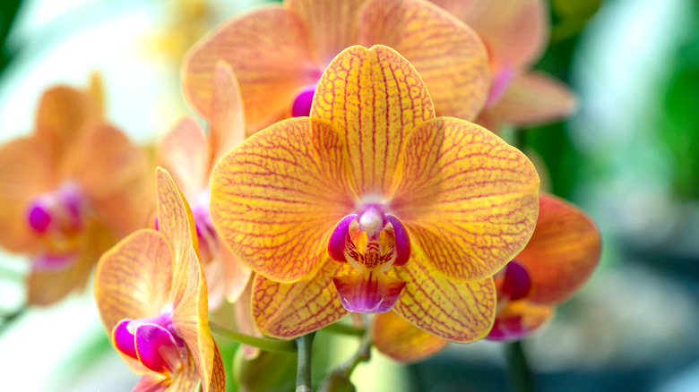 Orange dendrobium orchid with pink veins