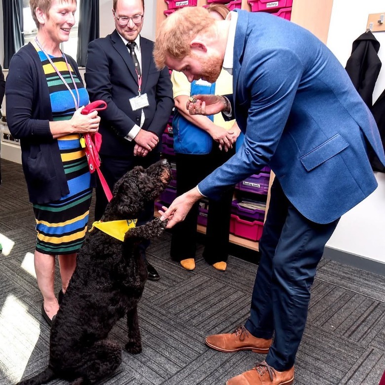 Prince Harry shaking hands with a dog