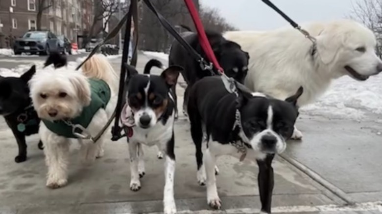 Matt Damon's five dogs.